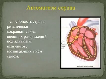 Сердце сокращается под влиянием импульсов