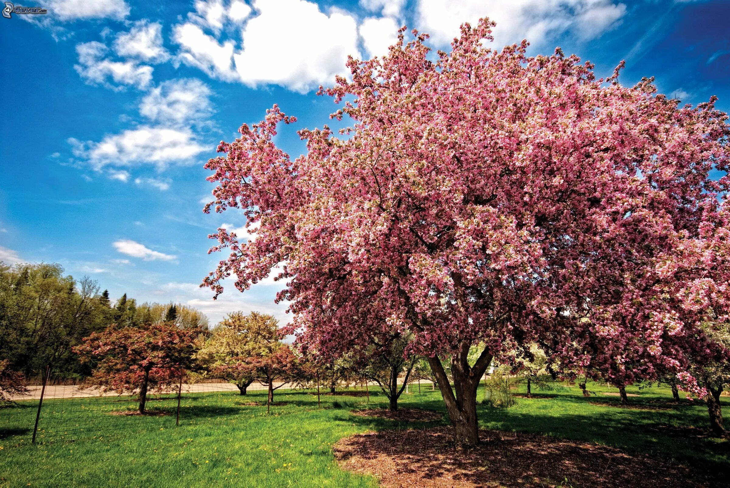 Spring scenes