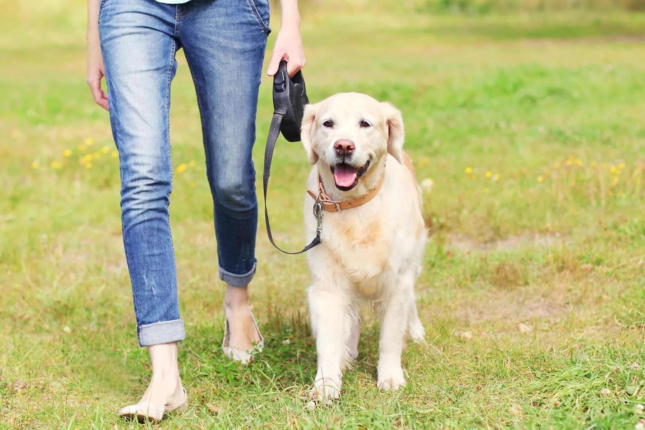 Прогулка с собакой. Прогулка с питомцем. Поводок для собак. Выгул собак. Walk pets