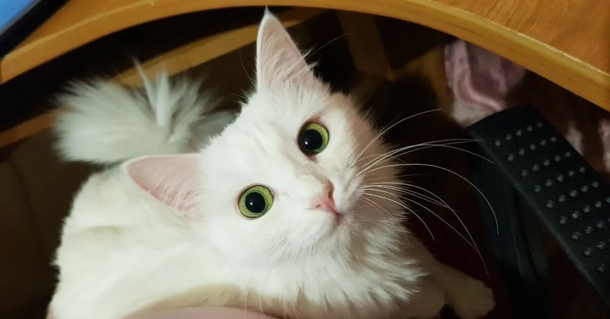 Куся. Котики кусаются. Куся. Куся. Котик кусь.