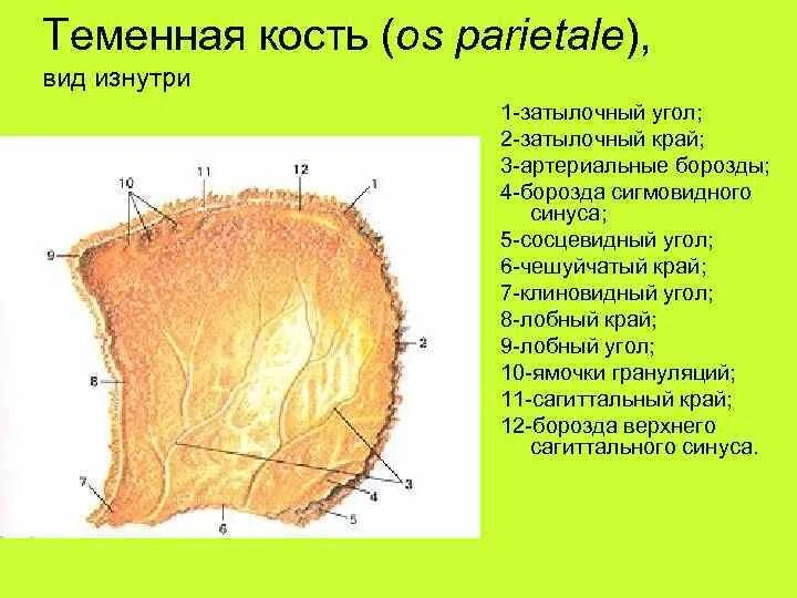 2 теменные кости. Теменная кость анатомия. Теменная кость анатомия строение. Кости черепа теменная кость анатомия. Теменная кость анатомия рисунок.