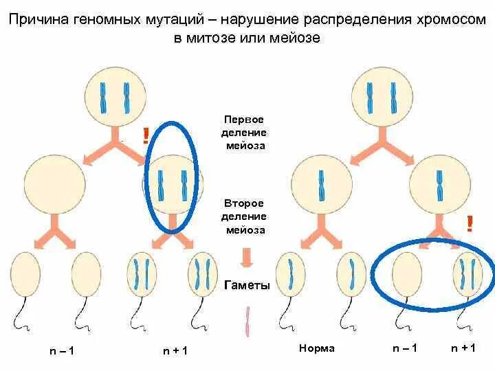 Сколько хромосом в гамете кошки. Синдром дауна мейоз. нарушение расхождения половых хромосом в мейозе. схема мейоза анеуплоидия. патология мейоза нерасхождение хромосом.