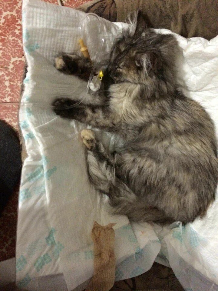 Кошка после чумки. Кошка после чумки