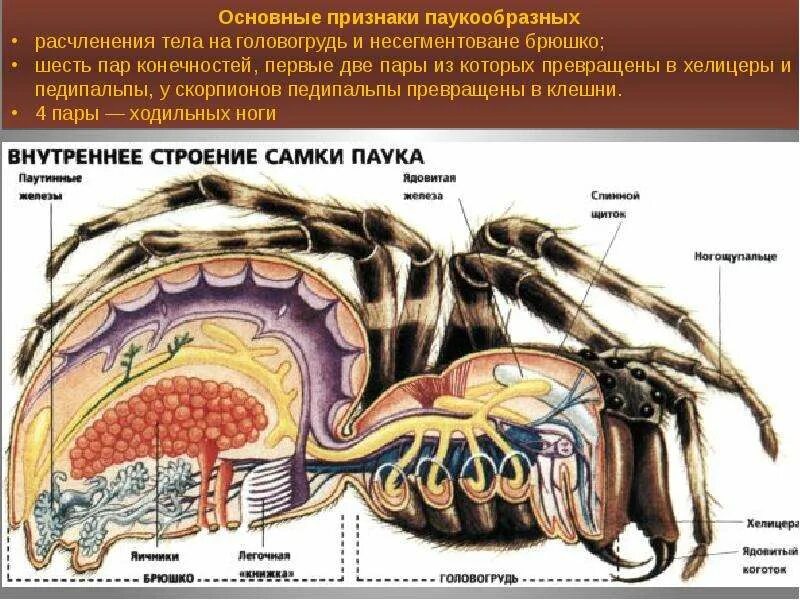 Что находится внутри паука Презентация для 7 класса