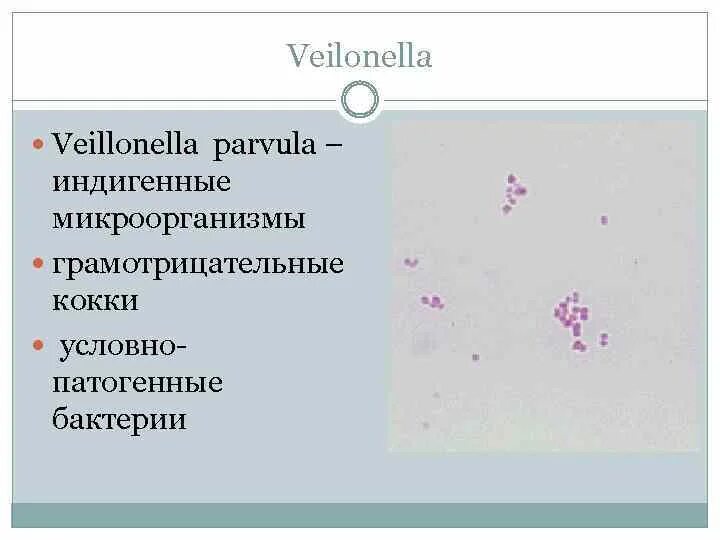 Исследование биоценоза урогенитального тракта фемофлор скрининг. Нормальная микрофлора женских половых органов. Veillonella parvula по граму. Вейлонеллы микробиология патогенез. Грамотрицательные бактерии вейлонеллы.