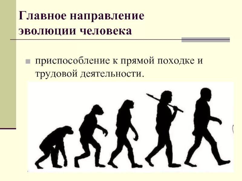 Развитие человека. Эволюция человека. Направления эволюции человека. Основные направления эволюции человека.