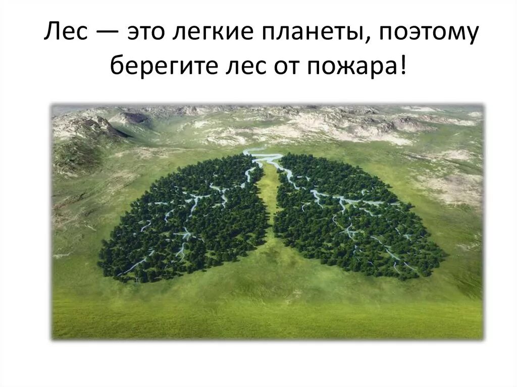 легкие планеты. лес легкие нашей планеты. зеленые легкие планеты. леса легкие нашей планеты. леса - зеленые легкие планеты.