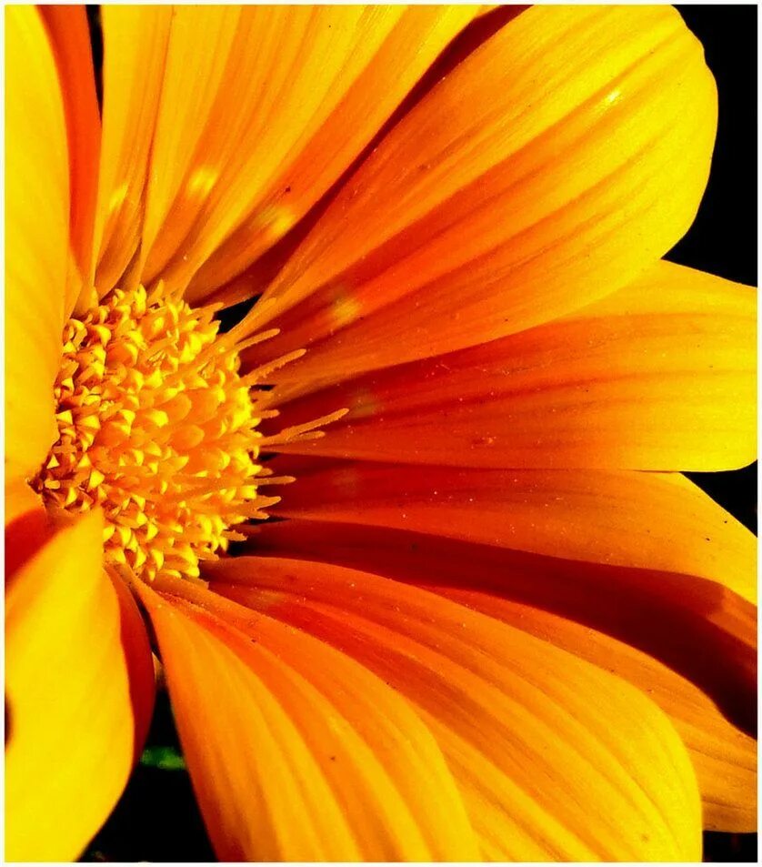 Желто-оранжевый цвет. Оранжевые цветы макро. Цветотерапия оранжевый. Оранжевый и белый мотив. Эшшольция калифорнийская буржуа.