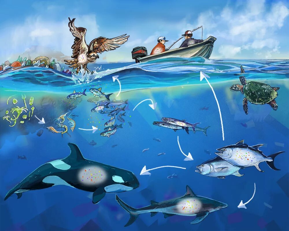 Цепь питания моря 5 класс. Морская пищевая цепочка. пищевая цепочка морских обитателей. пищевая цепь океана. пищевая цепочка в океане для детей.
