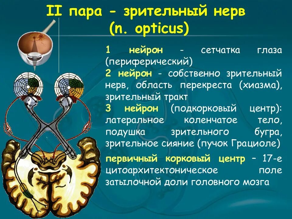 2 пара черепных. 2 пара черепных нервов нейроны. зрительный нерв чмн. 2 пара черепных нервов схема. ii пара черепных нервов – n. opticus – зрительный нерв.