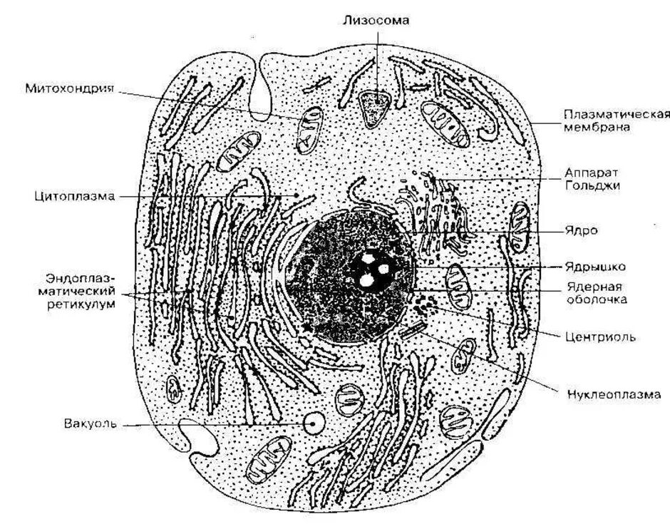 Схема строения эукариотической клетки. Схема ядра эукариотической клетки. Строение эукариотической клетки животного. Строение эукариотических клеток схема. Ядро клетки схема
