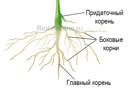 Имеет мощное корневище с придаточными корнями