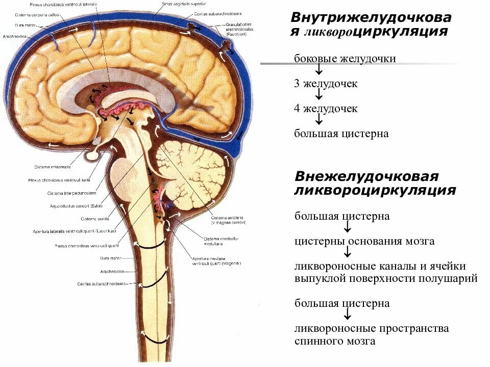 Цистерны головного мозга и циркуляция цереброспинальной жидкости. Ликворная система головного мозга схема. Схема системы циркуляции цереброспинальной жидкости.. Схема путей циркуляции спинномозговой жидкости. Ликворные изменения мозга