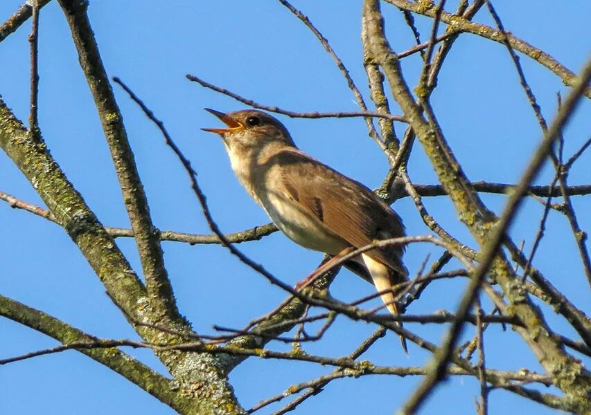 соловьиный курск. обыкновенный соловей курск. курский соловей птица. соловьиный курск. значок курский соловей символ курска.