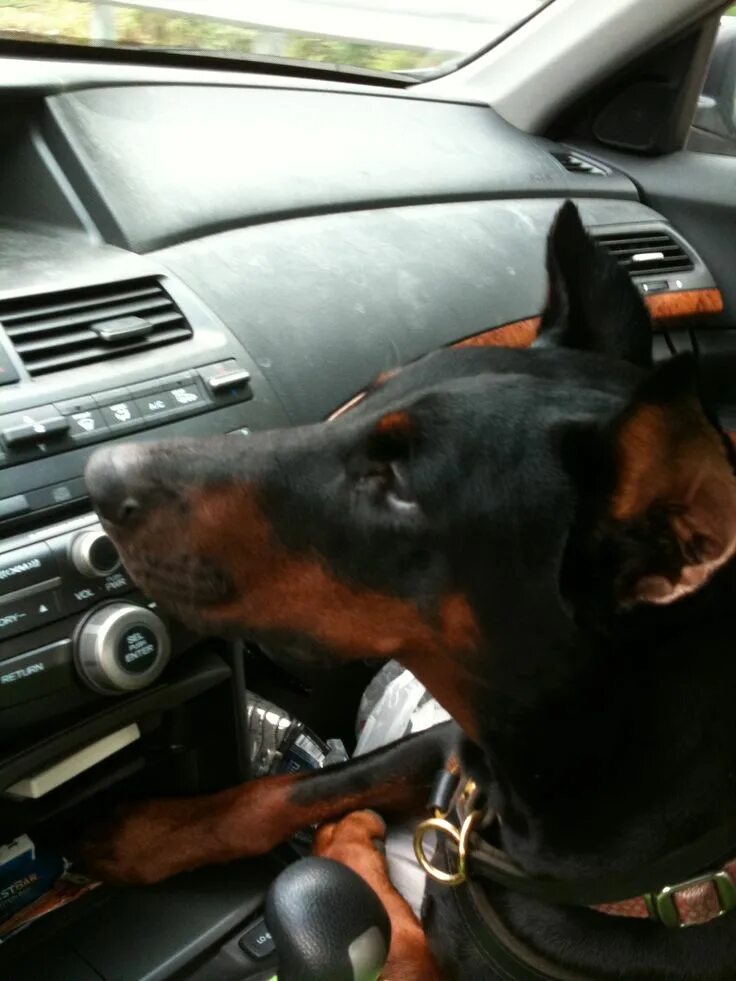 Доберман едет. Bmw и doberman. доберман и авто. доберман в машине. доберман и автомобиль.