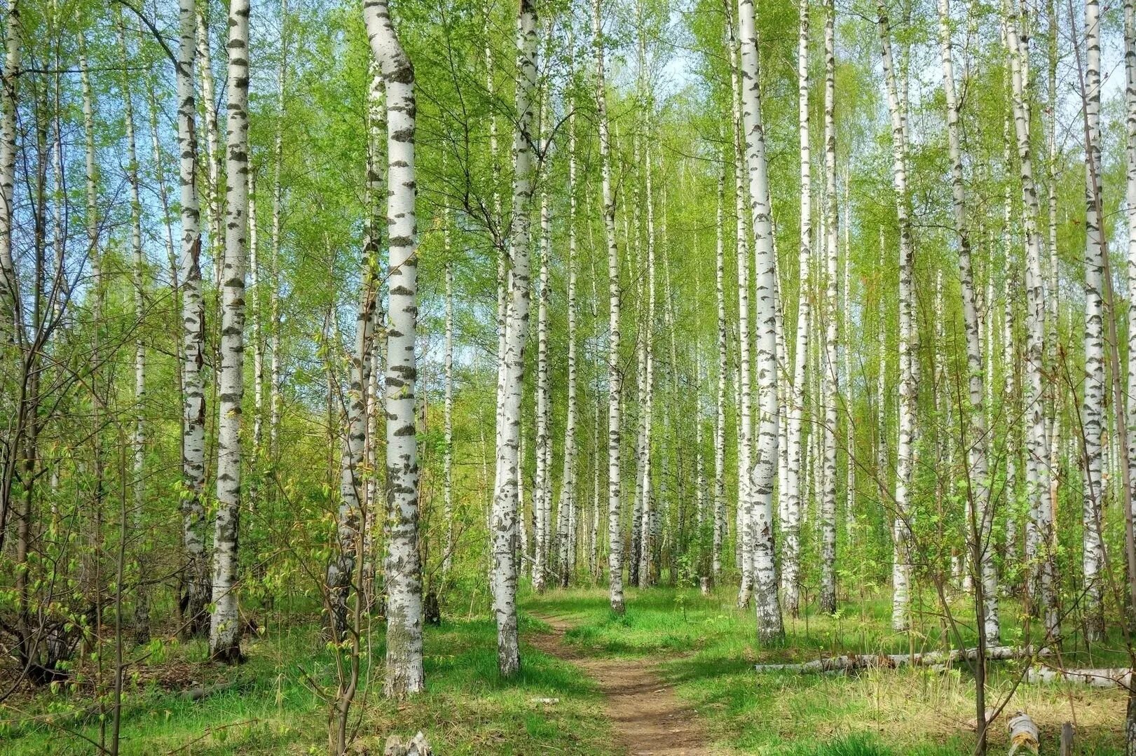 Ранней весной в березовой роще. Березовая роща Самара. Березовая роща Пермь. Березовая роща береза повислая. Берёзовая роща Каменск-Уральский.