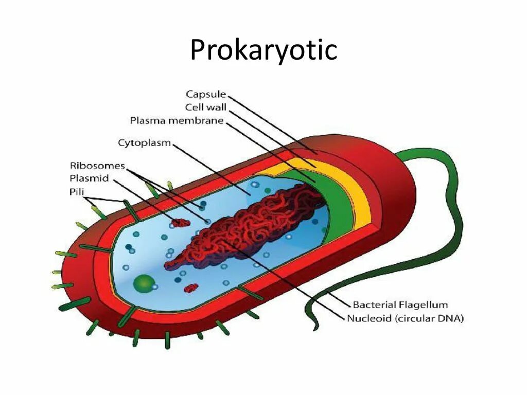 Нуклеоид прокариот