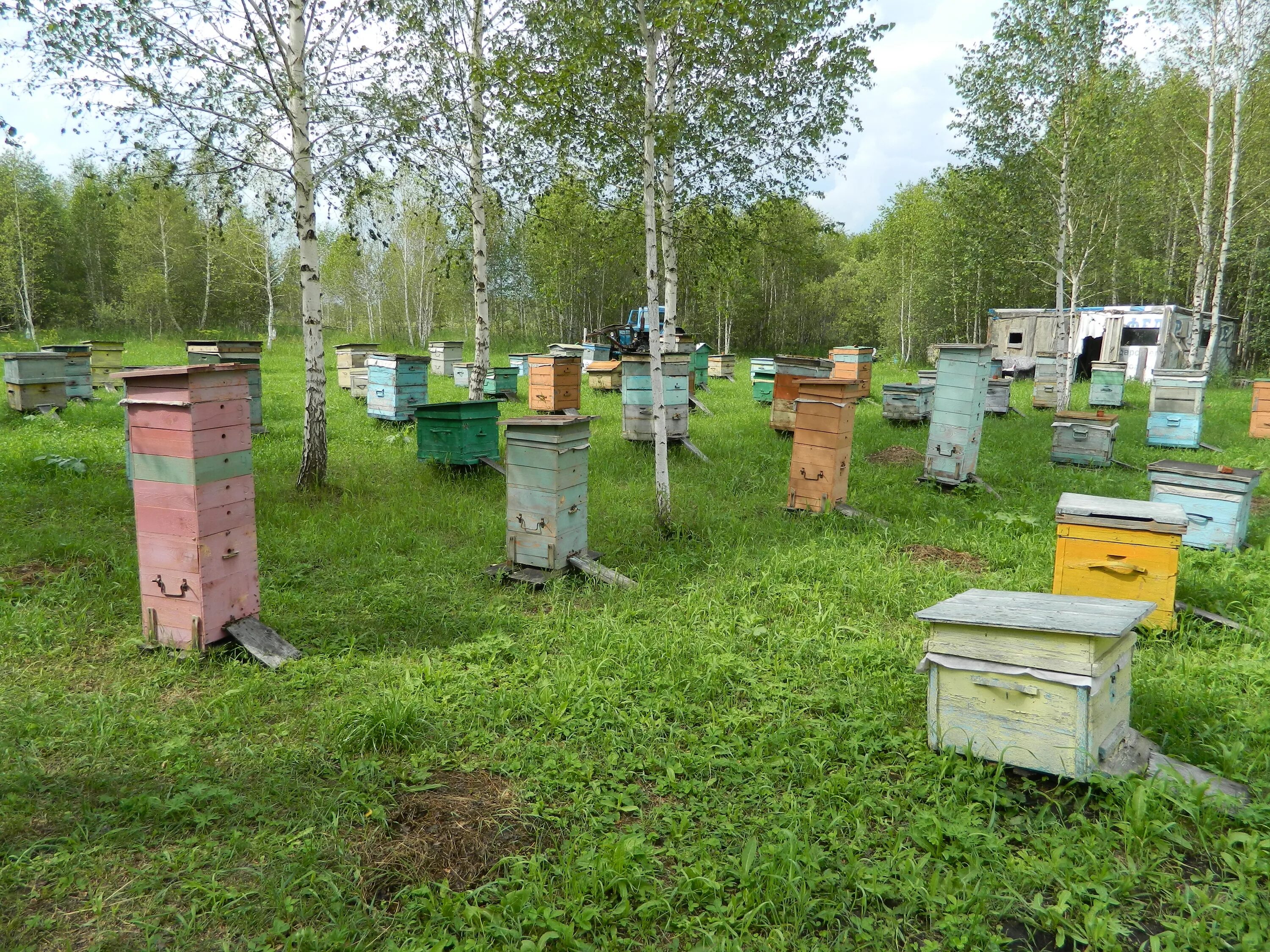 Купить пчел в челябинской области. Пасека Новосибирск. Пчеловоды Новосибирска пасека Ереме. Защита пасеки. Пасеки Нижегородской области.