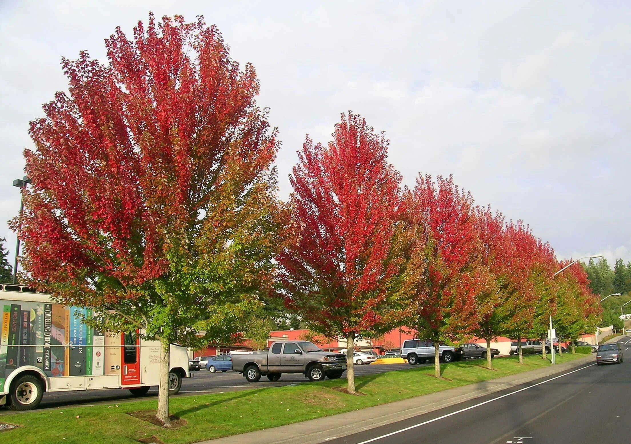 Acer rubrum (клен красный) 'red sunset'. Клен остролистный роял ред. Клен красный acer rubrum. Дерево с белым стволом. Приземистые красные деревья.