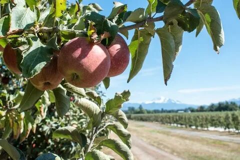Apple farm