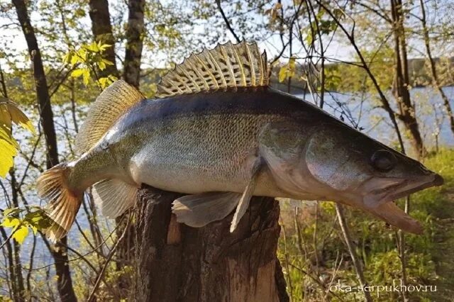рыбалка на оке. река ока рыба водится. рыбалка на оке. рыба в оке. рыба в оке.