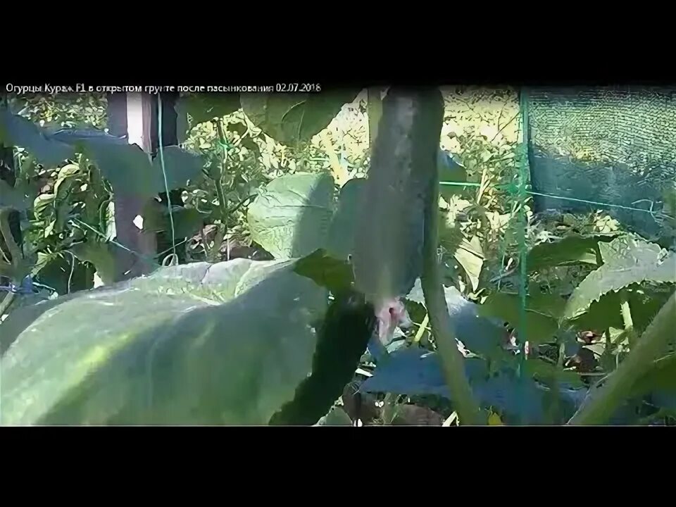 Как формировать огурец кураж в теплице. Огурец кураж формировка. огурцы кураж в теплице. формирование огурцов кураж f1 в теплице. огурцы кураж в открытом грунте.