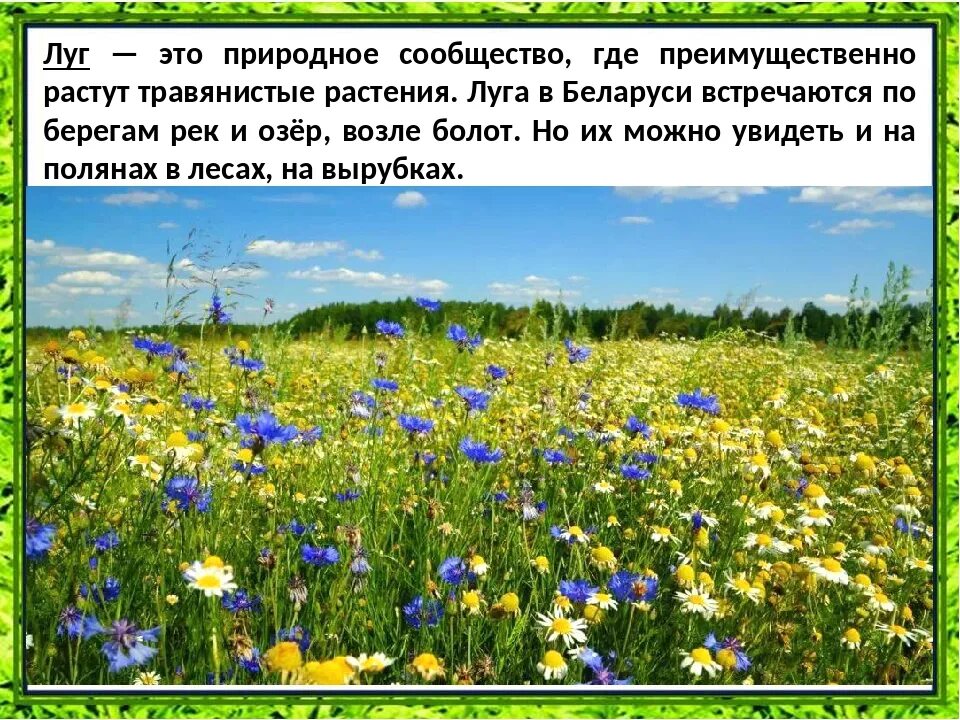 План луга окружающий мир 4 класс. Луг окружающий мир. природное сообщество луг. природное сообщество лу. что такое луг описание.