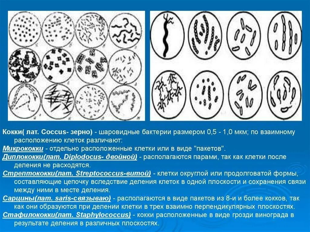 Шаровидную форму клетки имеет