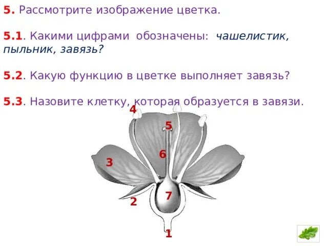 Часть цветка 6 класс впр. Функция завязи в цветке биология 6 класс. Функция завязи у цветка 6 класс. Какую функцию в цветке выполняет завязь. Клетка которая образуется в завязи.