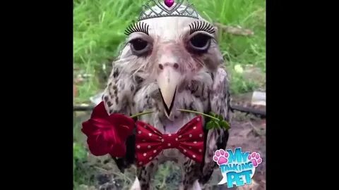 Сова видео крики
