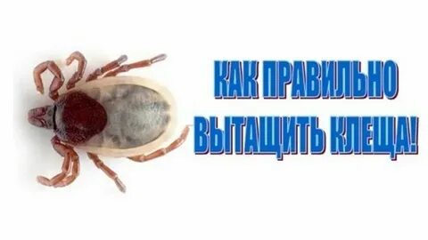 После того как вытащили клеща