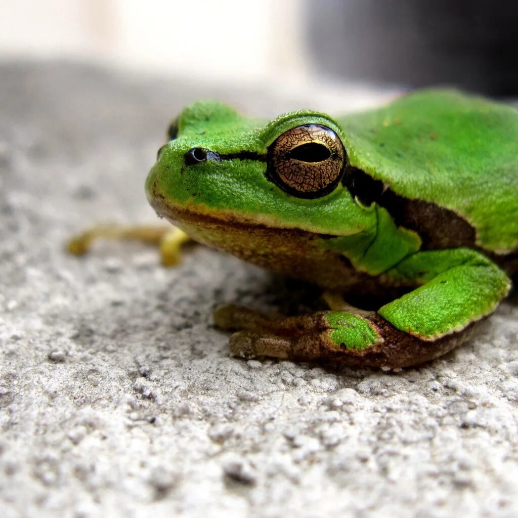 Лягушка Green Frog. Зеленая гамма лягушка. Лягушка Радужная Грин Фрог. Глазастая лягушка.