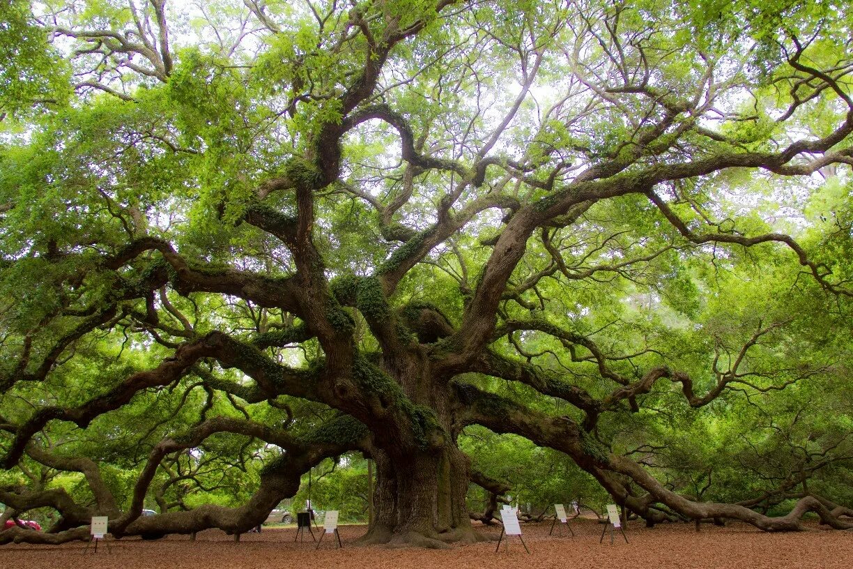 Дерево. Малоазийский дуб дерево. Хайя дерево. Деревья Южной Каролины. Дуб США.
