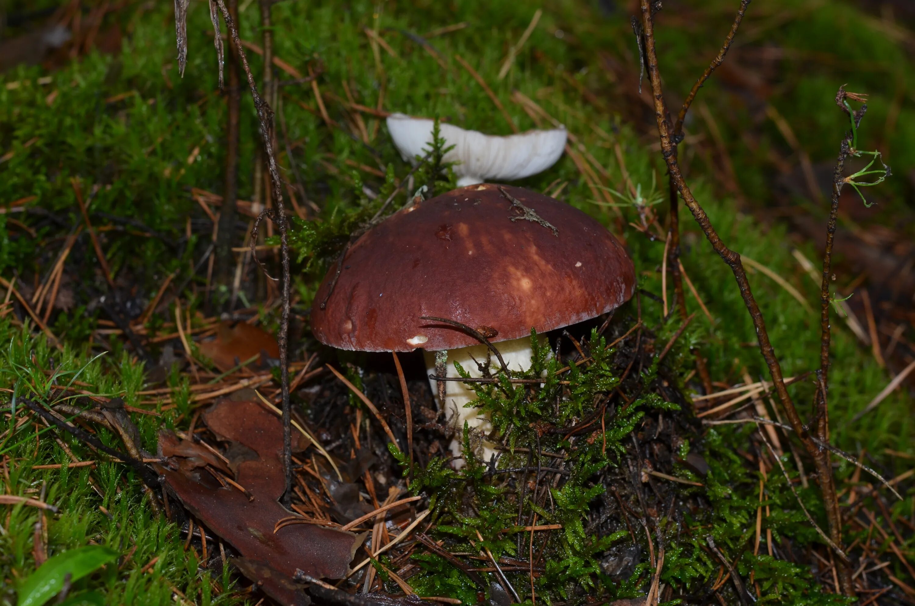 боровик еловый и сосновый. белый гриб в сосновом бору. белый гриб в боровик в сосновом бору. белый гриб. боровик в сосновом бору.