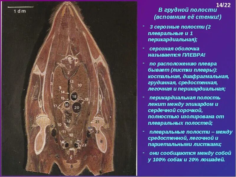 Серозная полость. Серозные полости грудной полости. листки плевры. серозные оболочки грудной полости животных. серозная оболочка грудной полости называется.