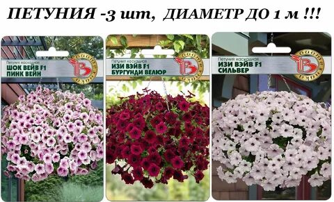 Изи вейв берри