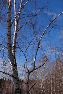 Весной береза что делает