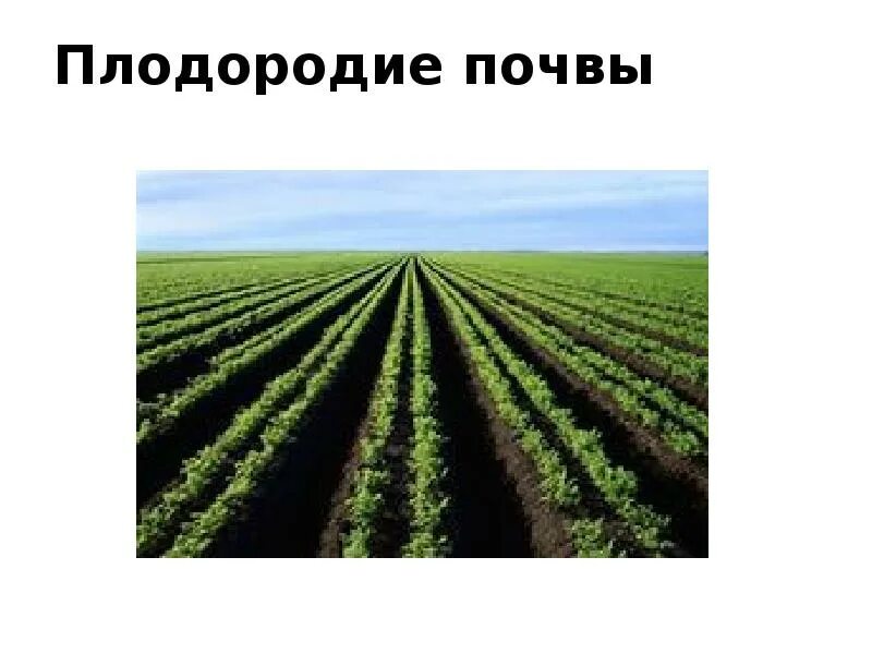 Плодородие почвы. Экономическое плодородие почвы. Виды плодородия почв. Эффективное плодородие почвы это.