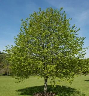 Tilia cordata komsta mini