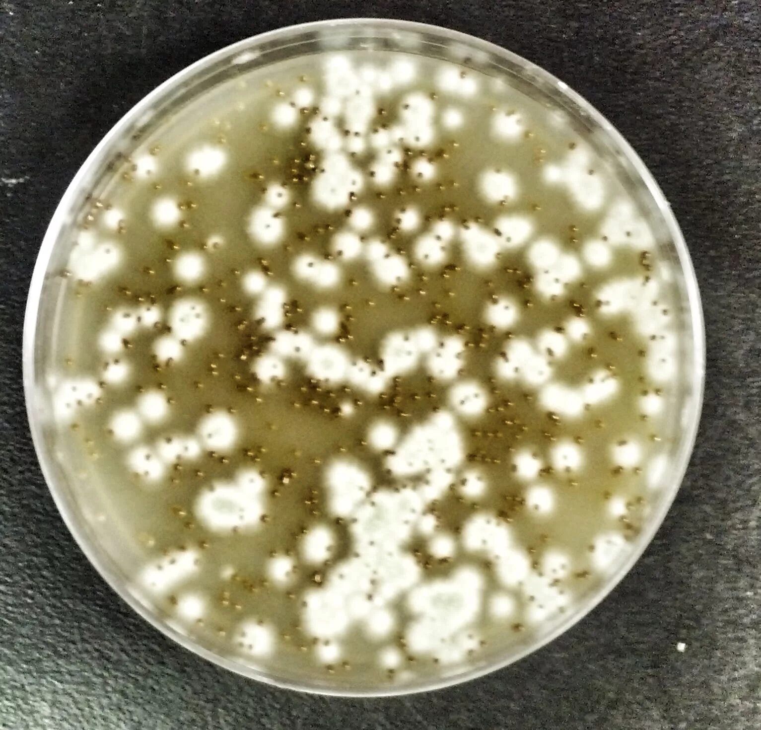 Есть гриб дрожжи. Дрожжи Cryptococcus terricolus. Cryptococcus neoformans на чашке Петри. Дрожжевой грибок кандида. Candida дрожжи.