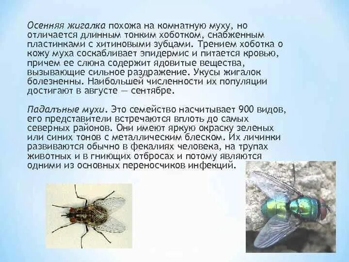 Постановление мухи. Постановление мухи