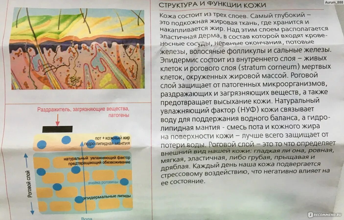 Нуф натуральный увлажняющий фактор. Натуральный увлажающь факторы кожи. Натуральный увлажняющий фактор состав. Состав натурального увлажняющего фактора кожи. Натуральный увлажняющий фактор