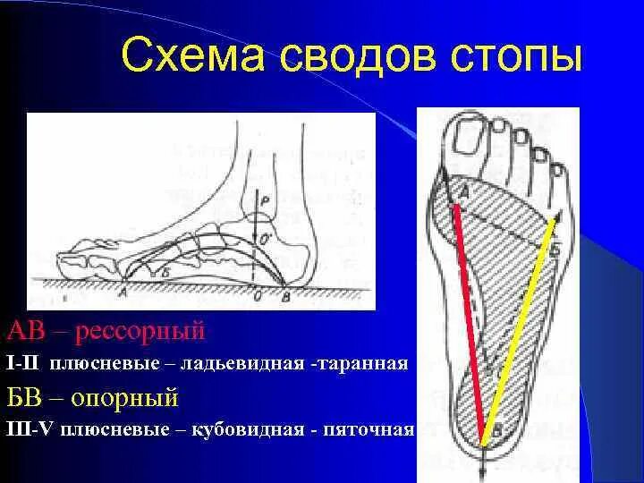 Строение поперечного свода стопы. Схема продольного свода стопы. Своды стопы продольный поперечный схема. Функции сводов стопы. Продольный поперечный свод