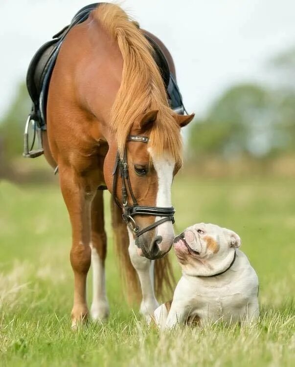 The dog horse. The dog horse. Лошадь и собака. The dog horse. Riding dog.