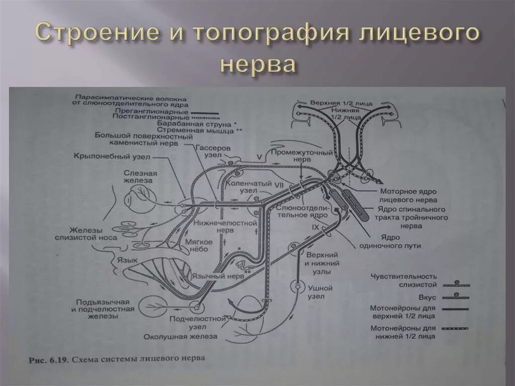 3 лицевой нерв. Лицевой нерв схема строения. Ветви лицевого нерва схема. Топография ветвей лицевого нерва. Лицевой нерв анатомия ветви.