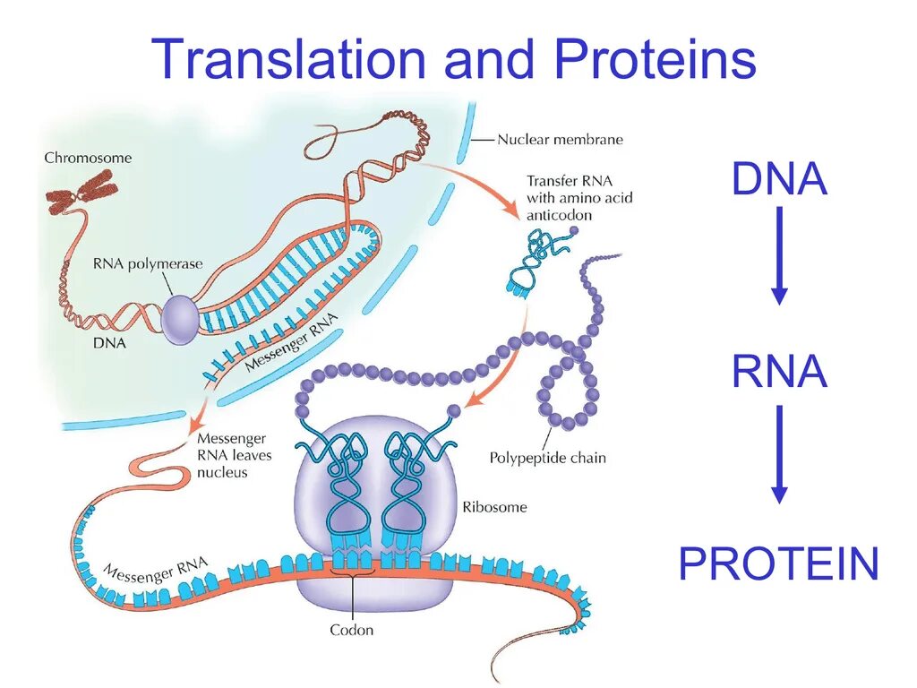 Protein Synthesis process. DNA RNA Protein. Protein Synthesis translation. Protein Synthesis DNA. Dna перевод