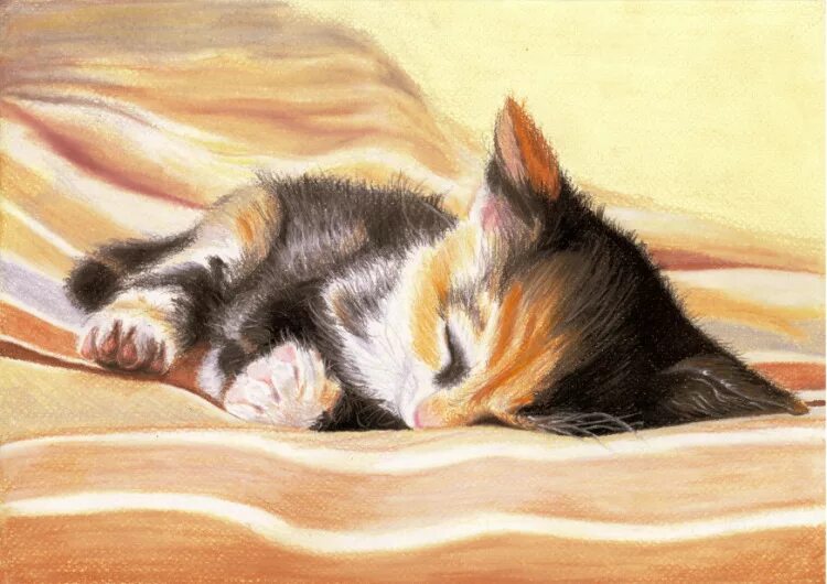 персиковое настроение нежный пушистик. спящий котенок иллюстрация. милые коты. разноцветный кот. сибирские котята много.