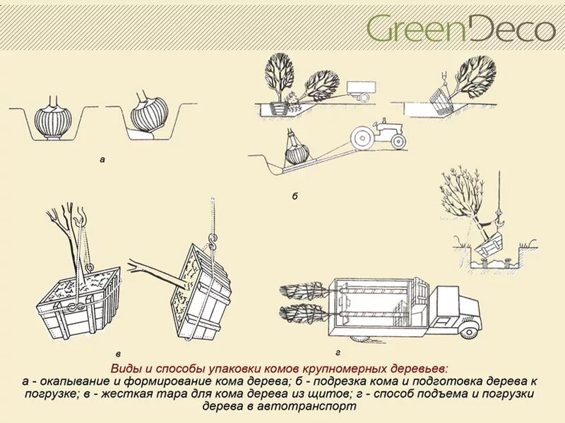 Технологическая карта посадки крупномеров. Посадка крупномерных деревьев схема. Технология посадки крупномеров схема. Схема посадки саженцев кустарников. Предлагать способ пересадки деревьев