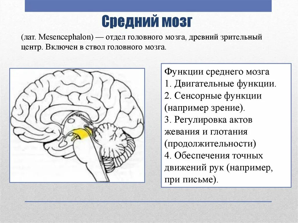 Средний мозг включает в себя