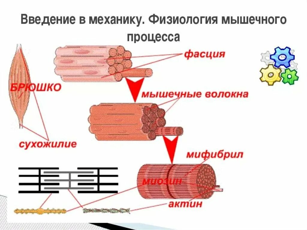 Строение миофибрилл поперечно полосатой мышечной ткани. Волокна актина. Актин миозиновый комплекс. Строение мышцы актин и миозин. Актин и миозин в мышцах схема.